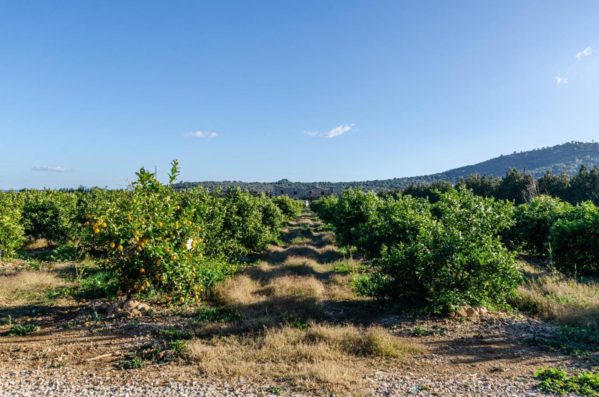 El Limonar De Mallorca - Agroturismo Ballerics Buitenkant foto