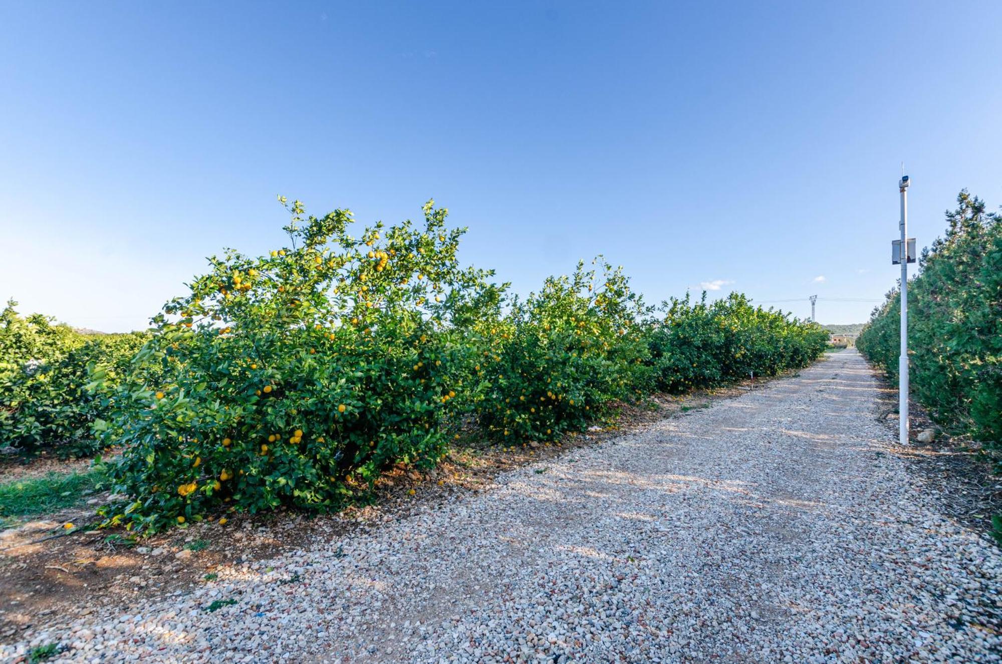El Limonar De Mallorca - Agroturismo Ballerics Buitenkant foto