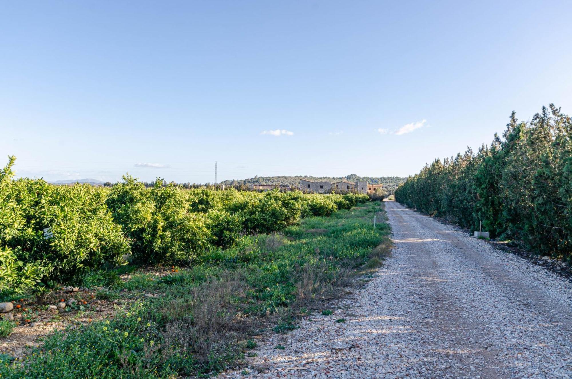 El Limonar De Mallorca - Agroturismo Ballerics Buitenkant foto